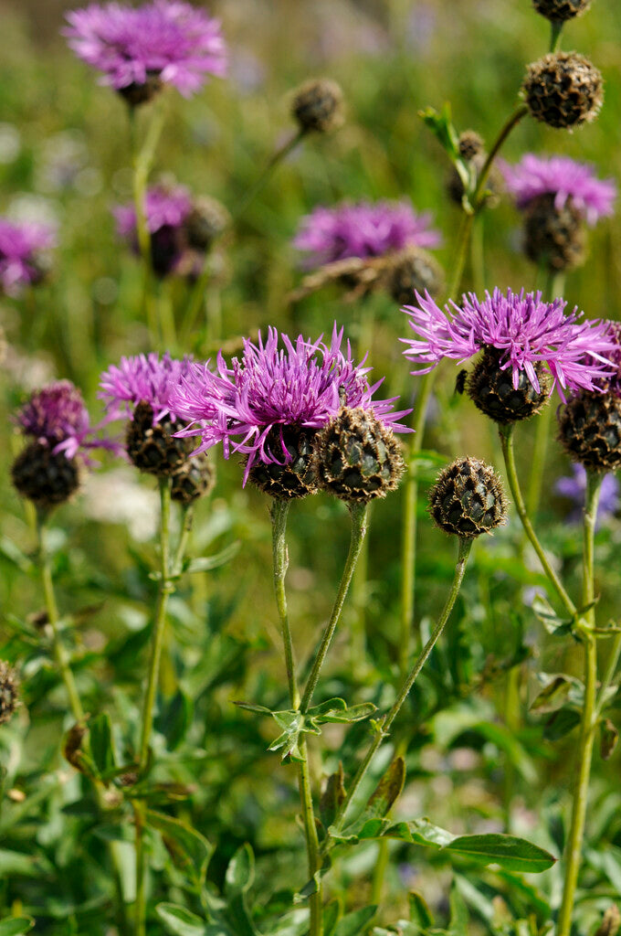 Centaurea Scabiosa 1-pakning